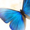 Бабочка "Голубой Морфо" 3
