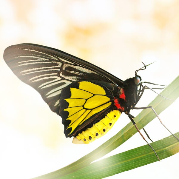 Бабочка "Золотая Птицекрылка"