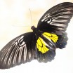 Бабочка "Золотая Птицекрылка" 3