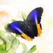 Бабочка "Калиго Атрей"