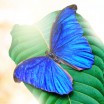 Бабочка "Голубой Морфо"
