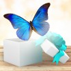 Бабочка "Голубой Морфо" 2