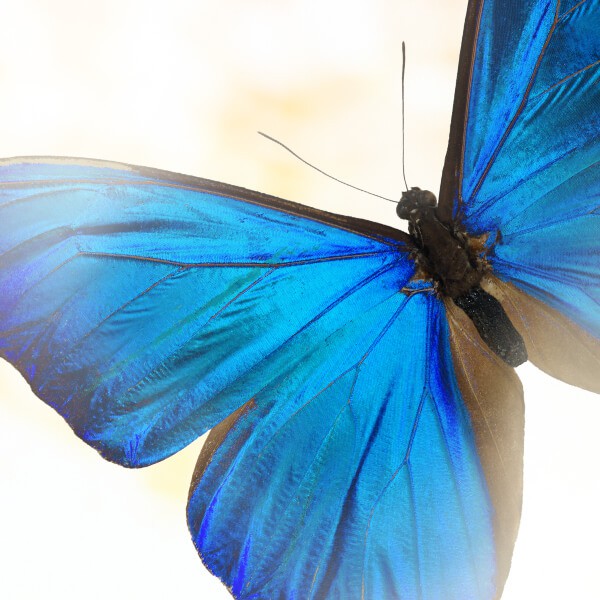 Бабочка "Голубой Морфо"