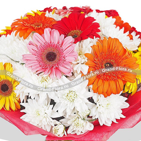 Глория - букет из разноцветных гербер и хризантемы