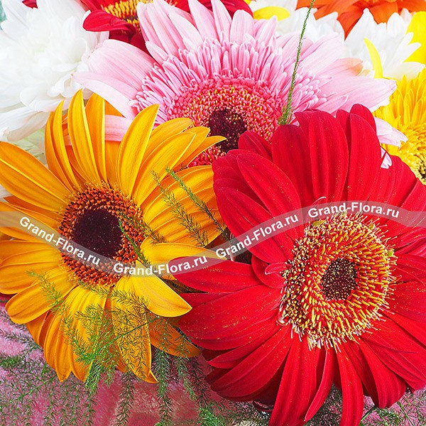 Глория - букет из разноцветных гербер и хризантемы