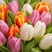 Римские каникулы- букет из разноцветных тюльпанов 2