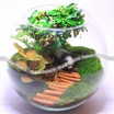 Бонсай - флорариум с живыми растениями