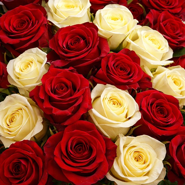 Букет из красных и белых роз (60 см)
