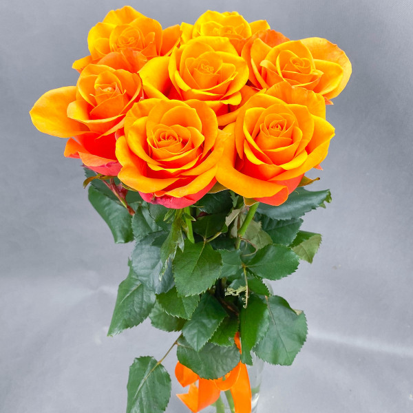 7 оранжевых роз (50-60см)