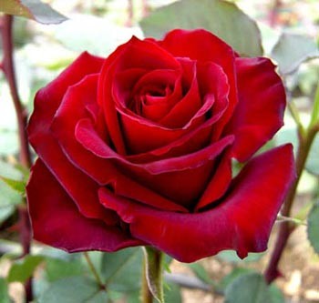 Роза "Caballero"