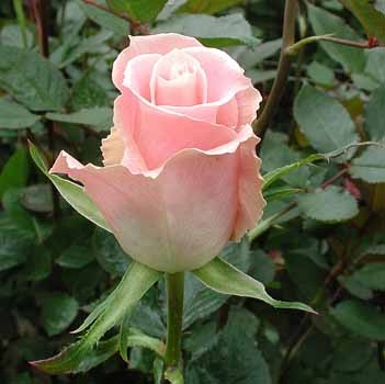 Роза "Charming-Unique"