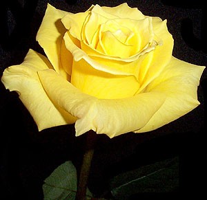 Роза "Золотая амазонка"(Golden amazone)