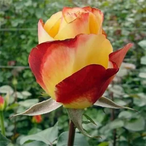 Роза "Helio"