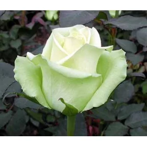 Роза "Jade"