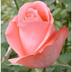 Роза "Marlisse"