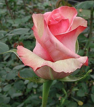 Роза "Melani"