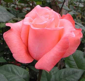 Роза "Peckoubo"