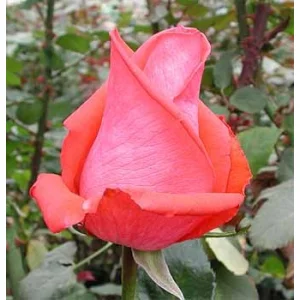 Роза "Raphaela"