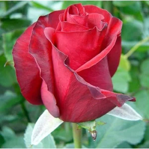 Роза "Red one"