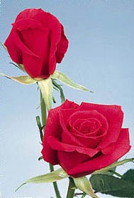 Роза "Красная Франция"(Red France)