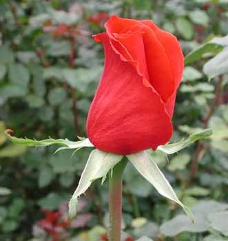 Роза "Rouge baiser"