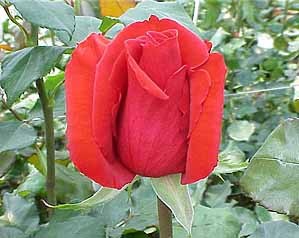 Роза "Royal massai"