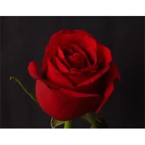 Роза "Sexy red"