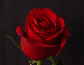 Роза "Sexy red"