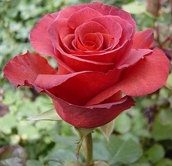 Роза "Terracotta"