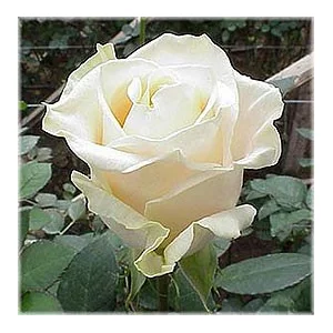 Роза "Vendela"