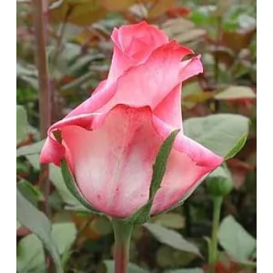 Роза "Voque"