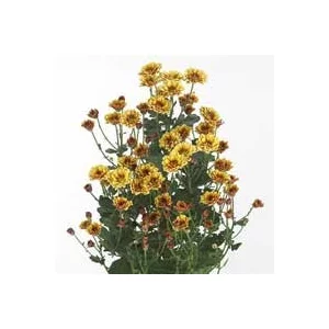 Biarrit Yellow