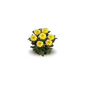 Eleonora Yellow