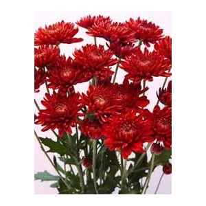 Red Virginia