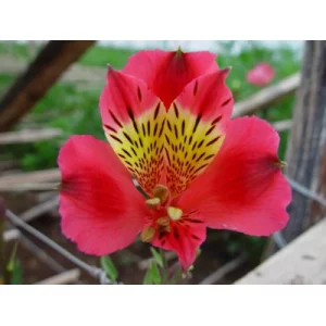 Rosette