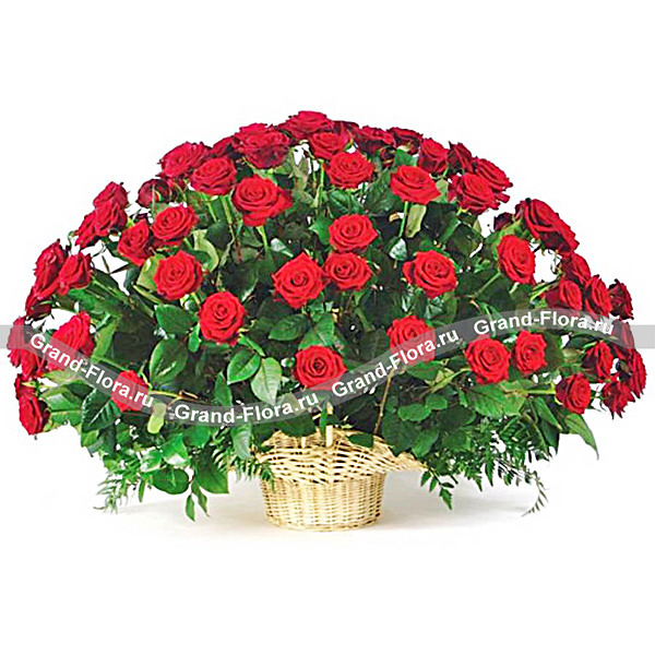 Букет 55 красных роз 50см. с доставкой в Санкт-Петербурге.