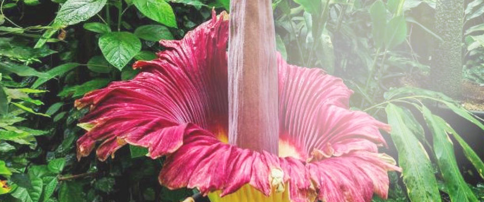 Лиана с гигантскими цветами-«пеликанами» зацвела в Ботсаду ТГУ