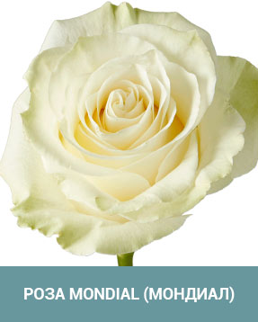 Роза Mondial (Мондиал)