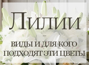 Лилии — виды и применения цветка