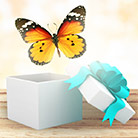 Бабочка в подарочной коробке