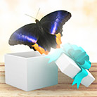 Бабочка в подарочной коробке
