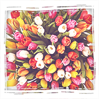 Разноцветны тюльпаны с бесплатной доставкой