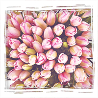 розовые тюльпаны с бесплатной доставкой