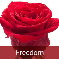 Роза freedom
