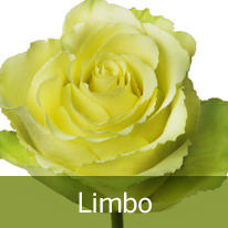 Роза limbo