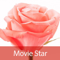 Роза movie_star