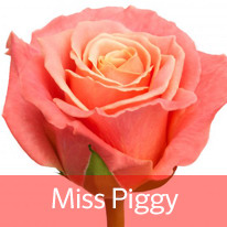 Роза miss_piggy